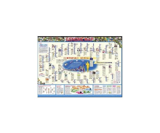 64-9173-42 科学ポスター ヒトゲノムマップ（A2判） S78-1867-07
