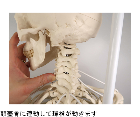 64-9714-34 フランク・可動性改良型骨格モデル 吊り下げ型スタンド仕様 