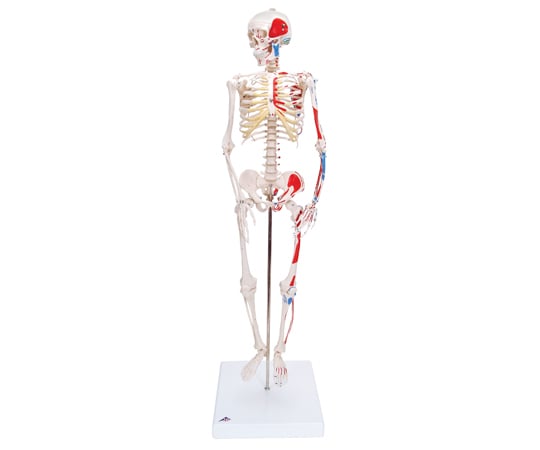 ｼｮｰﾃｨｰ･1/2縮尺型全身骨格ﾓﾃﾞﾙ 筋･起始/停止色表示型 直立型ｽﾀﾝﾄﾞ仕様 (3B Smart Anatomy) A18/5