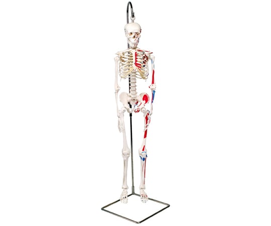 ｼｮｰﾃｨｰ･1/2縮尺型全身骨格ﾓﾃﾞﾙ 筋･起始/停止色表示型 吊り下げｽﾀﾝﾄﾞ仕様 (3B Smart Anatomy) A18/6