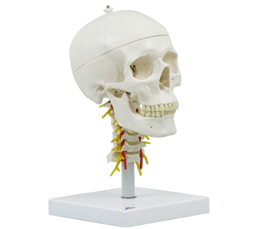 頭蓋 頚椎付 4分解モデル （3B Smart Anatomy） A20/1