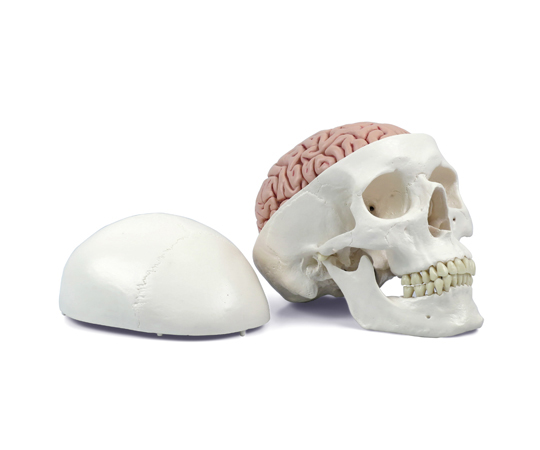 頭蓋 脳付 8分解モデル （3B Smart Anatomy） A20/9