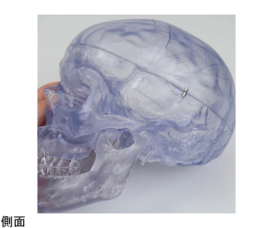 頭蓋　透明モデル　（3B Smart Anatomy）　A20/T