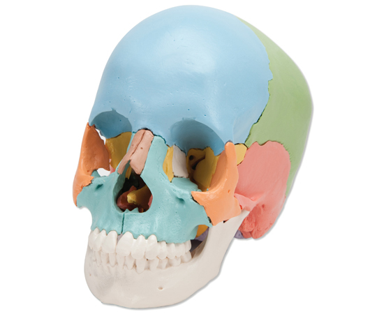 頭蓋骨22分解キット マルチカラー仕様 （3B Smart Anatomy） A291
