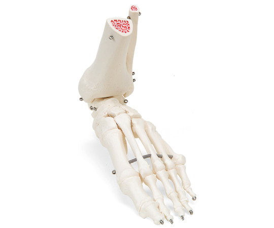 足の骨モデル 脛骨・腓骨付 ワイヤーつなぎ （3B Smart Anatomy） A31