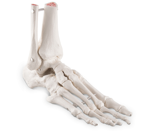 足の骨モデル 脛骨・腓骨付 エラスティックコードつなぎ （3B Smart Anatomy） A31/1