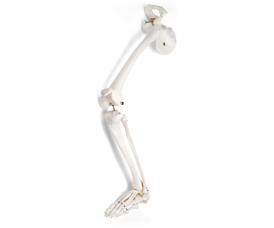 下肢骨モデル 寛骨付 （3B Smart Anatomy） A36