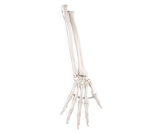 手の骨モデル 前腕骨付 エラスティックコードつなぎ （3B Smart Anatomy） A40/3