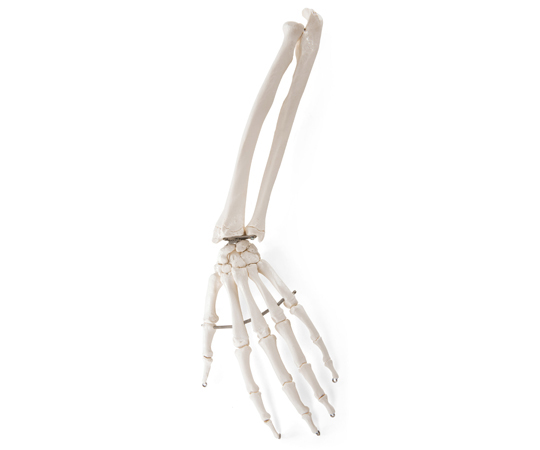 手の骨モデル 前腕骨付 ワイヤーつなぎ （3B Smart Anatomy） A41
