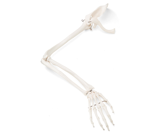 上肢骨モデル 上肢帯付 （3B Smart Anatomy） A46