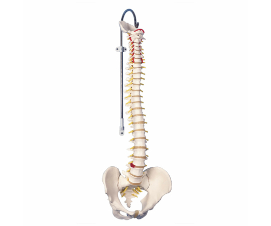 脊柱可動型モデル 標準型 （3B Smart Anatomy） A58/1