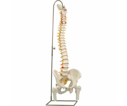 脊柱可動型モデル 大腿骨付 （3B Smart Anatomy） A58/2