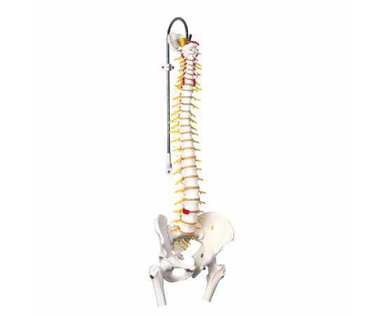脊柱可動型モデル 延髄 馬尾 大腿骨付 （3B Smart Anatomy） A58/6