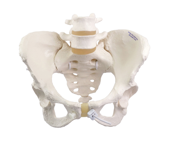 女性骨盤モデル 可動型 （3B Smart Anatomy） A61/1