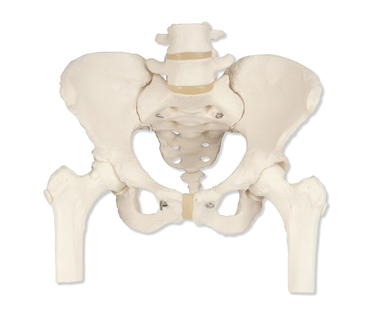 女性骨盤モデル 大腿骨付 （3B Smart Anatomy） A62