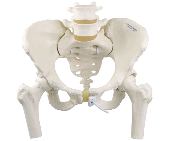 女性骨盤モデル 可動型・大腿骨付 （3B Smart Anatomy） A62/1