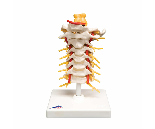 頚椎モデル （3B Smart Anatomy） A72
