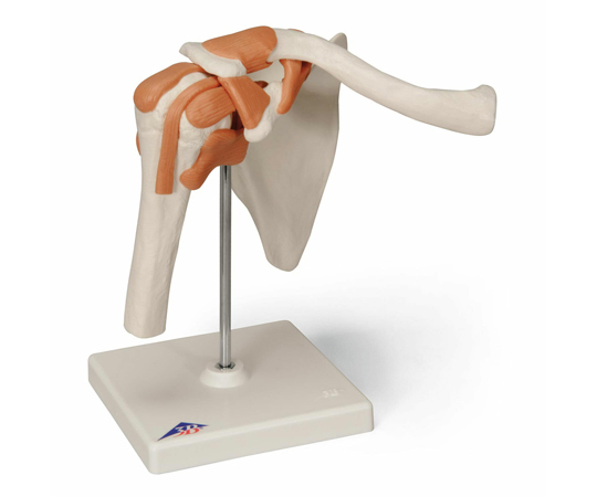 肩関節 機能モデル （3B Smart Anatomy） A80