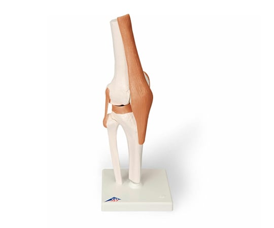 膝関節 機能モデル （3B Smart Anatomy） A82