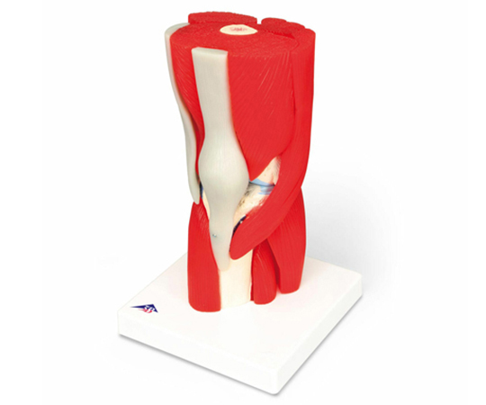 膝関節 筋付12分解モデル （3B Smart Anatomy） A882
