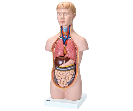 ミニトルソー　12分解モデル　無性　（3B Smart Anatomy）