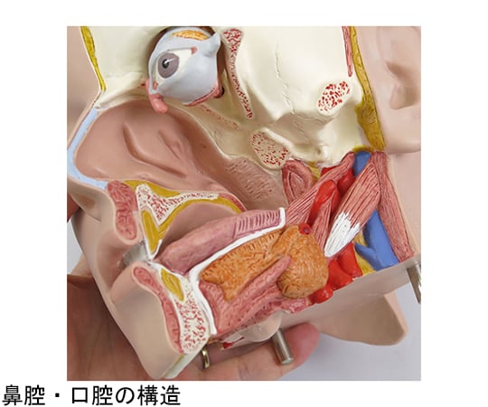 人体模型 トルソ/両性,背側開放型,31分解
