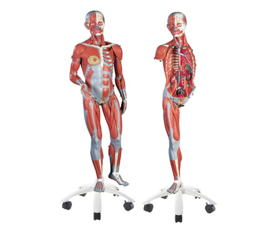 筋肉解剖（3B Smart Anatomy） 3B Scienitific 【AXEL】 アズワン