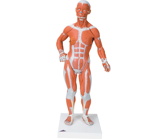 筋肉解剖　1/4倍大・2分解モデル　無性　（3B Smart Anatomy）
