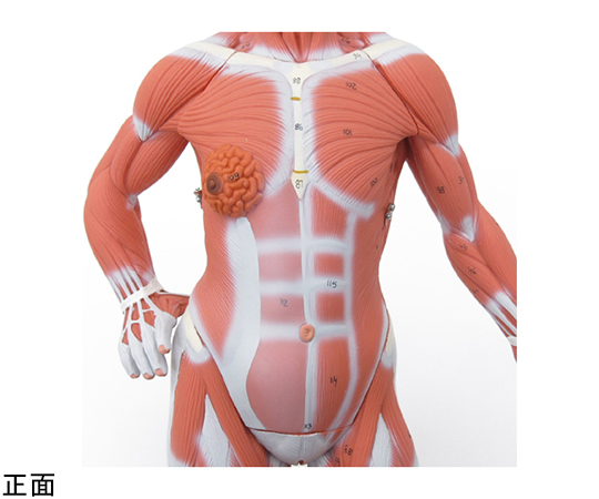 筋肉解剖　1/4倍大・2分解モデル　無性　（3B Smart Anatomy）　B59