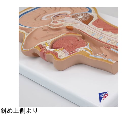 頭部断面モデル　正中矢状断　（3B Smart Anatomy）　C12