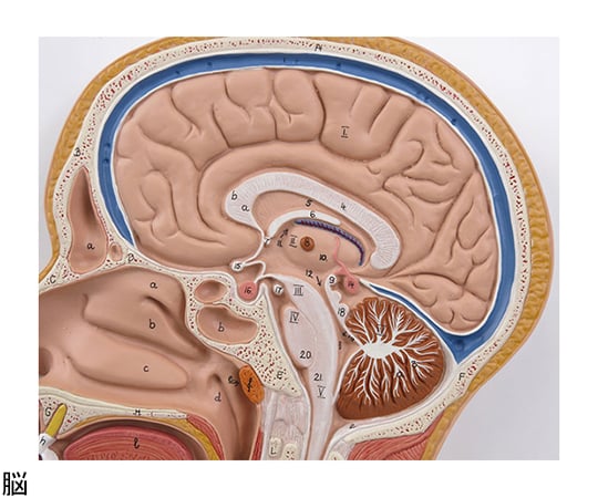 頭部断面モデル　正中矢状断　（3B Smart Anatomy）　C12