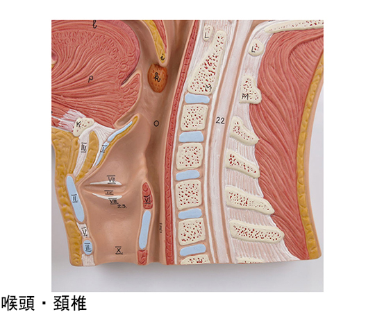 64-9714-81 頭部断面モデル 正中矢状断 （3B Smart Anatomy