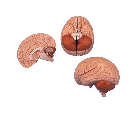 64-9714-84 脳 5分解モデル （3B Smart Anatomy） C18 【AXEL】 アズワン