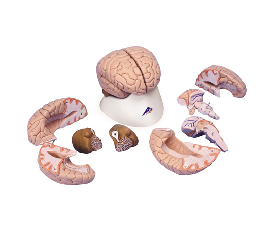 脳 8分解モデル （3B Smart Anatomy） C17