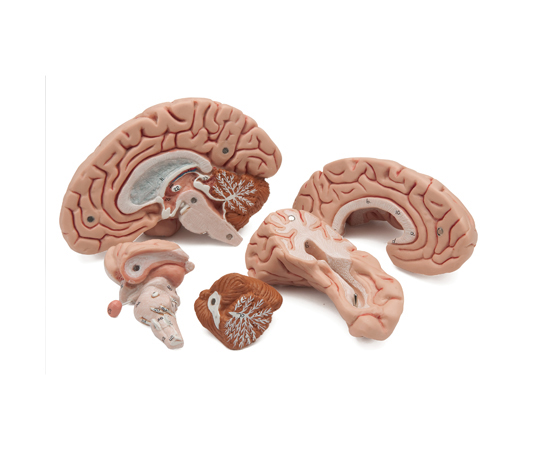 64-9714-84 脳 5分解モデル （3B Smart Anatomy） C18 【AXEL】 アズワン