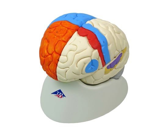 脳　8分解神経学モデル　（3B Smart Anatomy）