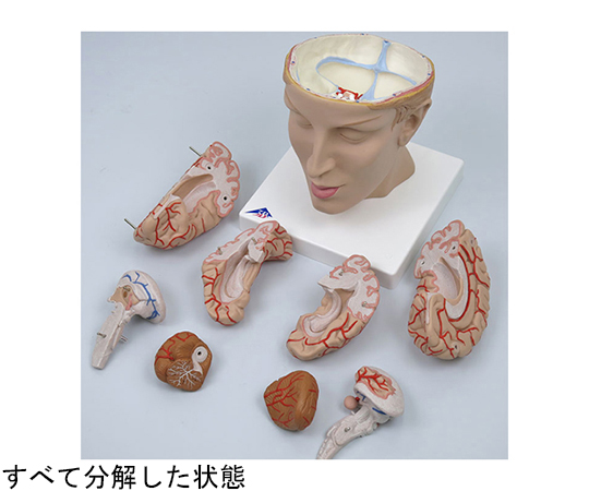 3B Smart Anatomy頭部，9分解モデル，動脈，頭蓋底付 脳模型 | www