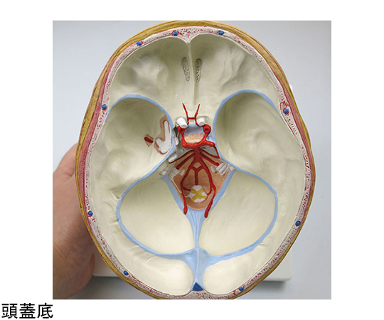 メーカー純正品[充電不要 1年保証] 3B Smart Anatomy頭部，9分解モデル