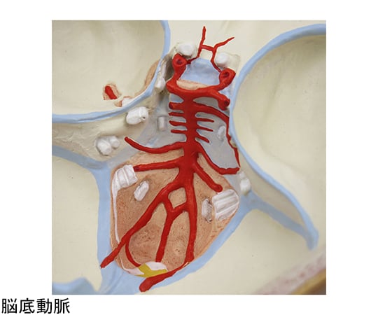 在庫処分・数量限定 3B Smart Anatomy頭部，9分解モデル，動脈，頭蓋底