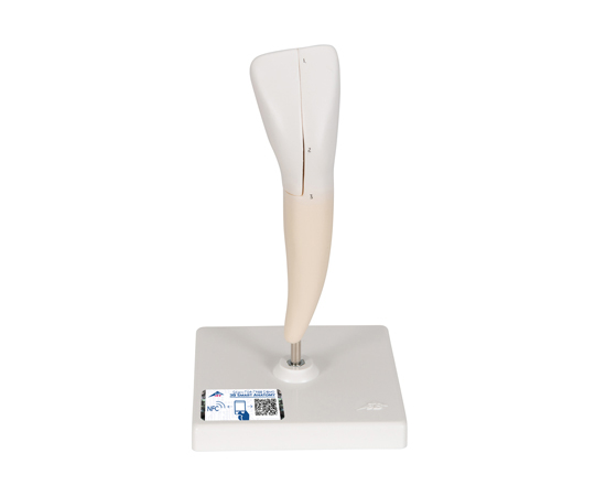 64-9714-89下顎切歯門歯モデル縦断2分解3B Smart Anatomy D101