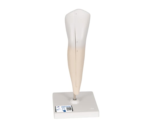 下顎犬歯モデル　縦断2分解　（3B Smart Anatomy）