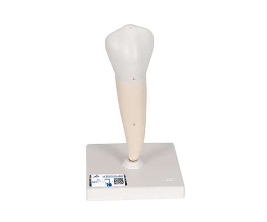 下顎小臼歯（単根）モデル　（3B Smart Anatomy）