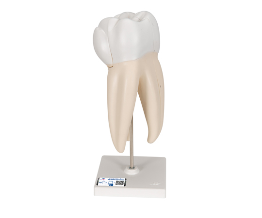 上顎大臼歯（3根）モデル　縦断3分解　（3B Smart Anatomy）