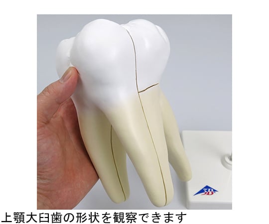 上顎大臼歯（3根）モデル　縦断3分解　（3B Smart Anatomy）　D10/5