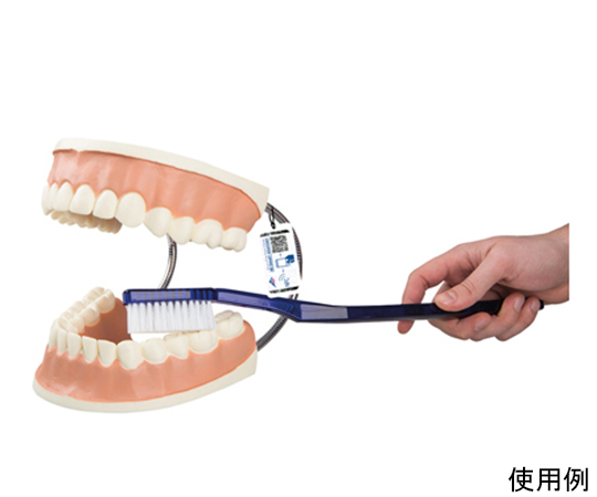 歯磨き指導用3倍大モデル　（3B Smart Anatomy）