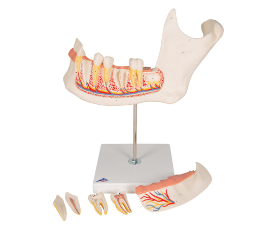 下顎　3倍大・6分解モデル　（3B Smart Anatomy）