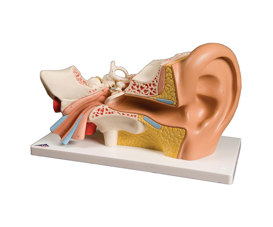 平衡聴覚器 3倍大・4分解モデル 標準型 （3B Smart Anatomy） E10