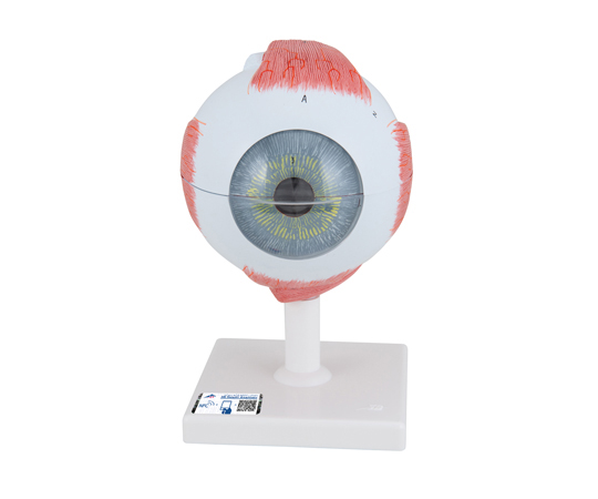 視覚器（眼球）（3B Smart Anatomy） 3B Scienitific 【AXEL】 アズワン