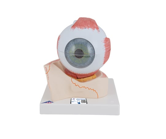 視覚器（眼球）　5倍大・7分解ジャイアントモデル　眼窩床付　（3B Smart Anatomy）