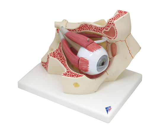 視覚器（眼球）と眼窩　3倍大・7分解モデル　（3B Smart Anatomy）